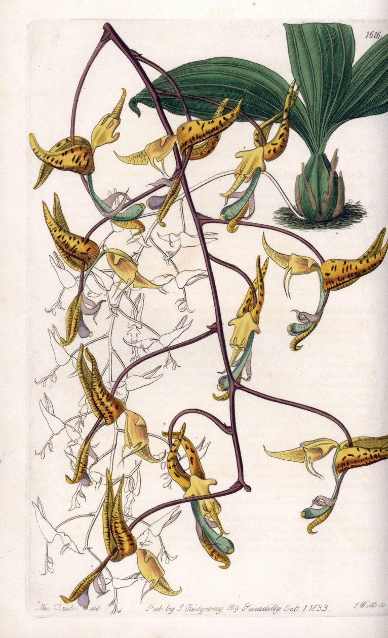 Orchidee: variëteit van gongora, afkomstig uit Zuid-Amerika door Sydenham Teast Edwards