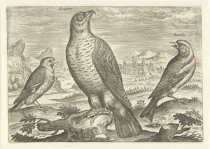 Drie vogels in een landschap