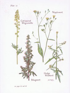 Gesneden Reseda, Bijvoet, Melkkruid, Heggenrank