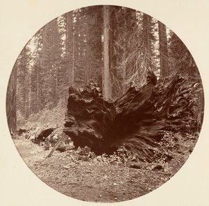 De Vader van het Woud 450 ft C. Grove, ca. 1878