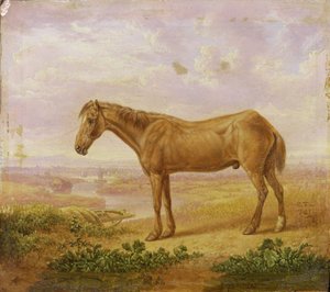 Oude Billy, een Trekpaard, 62 jaar oud