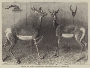 Antilopen uit Soedan, in de tuinen van de Zoological Society (gravure)