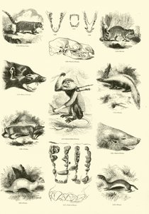 Pagina uit Het Picturale Museum van Geanimeerde Natuur