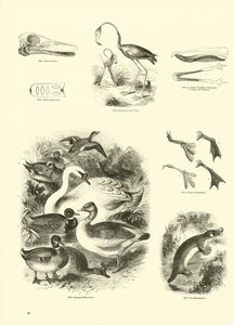 Pagina uit Het Picturale Museum van Geanimeerde Natuur