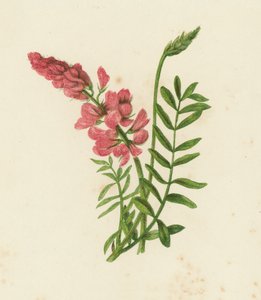 Esparcette, Onobrychis Sativa