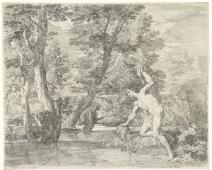Narcissus