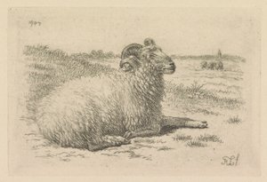 Liggende ram in een weide
