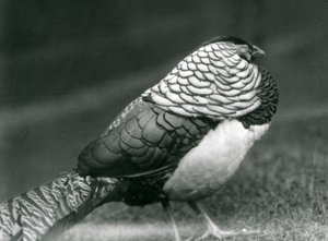 Een mannelijke Lady Amherst fazant, staand op gras, London Zoo