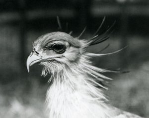 Een kwetsbare Secretarisvogel in de London Zoo in 1928
