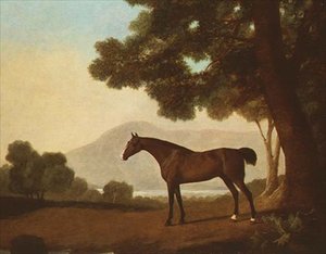 Johnny, een bay hengst in een bosrijk landschap