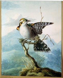 Een klein vogeltje, 1798