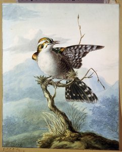 Een klein vogeltje