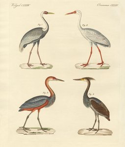 Mooie moerasvogels