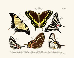 Vlinders