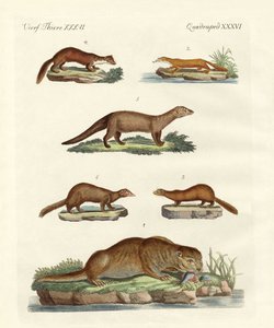 Soorten otters en marters