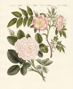 Soorten rozen