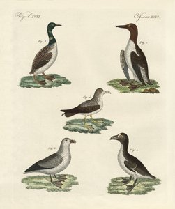 Vreemde vogels