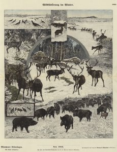 Wild Voeren in de Winter
