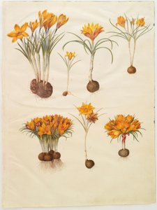 Crocus angustifolius (Balkan-krokus)