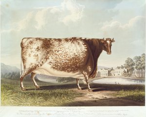 De Airedale Heifer, gegraveerd door R. Reeve