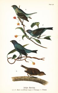 Indigogors, Passerina cyanea, mannetjes in verschillende verenkleedstadia 1,2,3, en vrouwtje 4