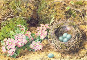 Vogelnest en bloesem