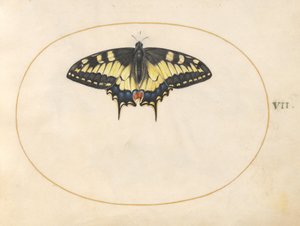 Plaat 7: Zwaluwstaartvlinder