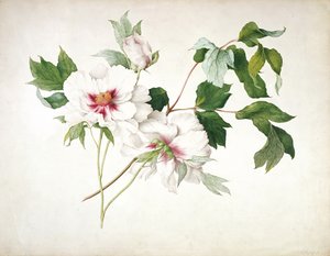Japanse boompioen (Paeonia suffructicosa), 1815