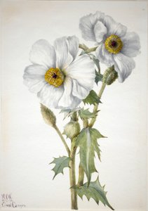 Stekelige Papaver Argemone hispeda, 1936
