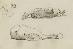 (Camel Studies)