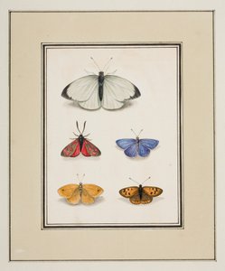 Vlinders, ca.1755-65