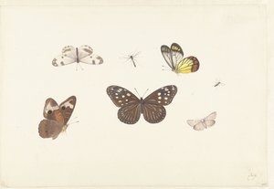 Blad met vijf vlinders en twee vliegen