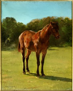 Studie van paard bai kers