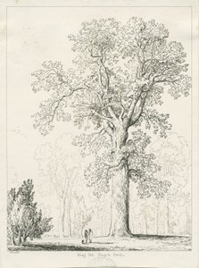 Blithfield - Koning Eik