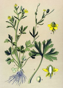 Botanische plaat. Giftige plant: selderijbladige boterbloem (Ranunculus sceleratus)