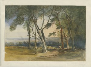 Cannock Chase