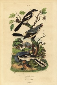 Grote klauwier, Lanius excubitor, grijsrugklauwier, Lanius excubitoroides, en klauwier, Lanius collaris