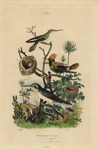 Roodstaartkolibrie, Amazilia tzacatl, Kuifkolibrie, Lophornis ornatus, en zwartoorfee, Heliothryx auritus