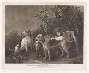 Vier jachthonden (title on object: Harriers)