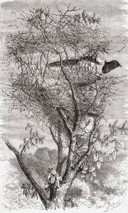 Nest van de Ekster (Pica pica)